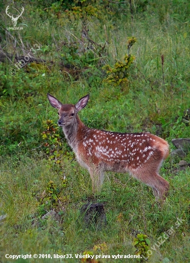 Jelenča