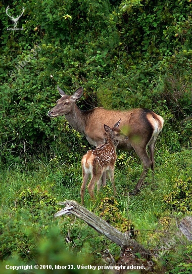 stara jelenica s jelenčatom