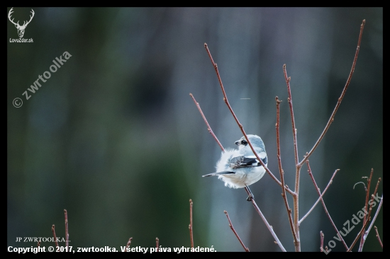 Strakoš veľký Lanius excubitor  Northern Shrike