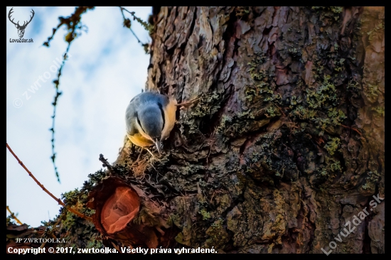 Sitta europaea