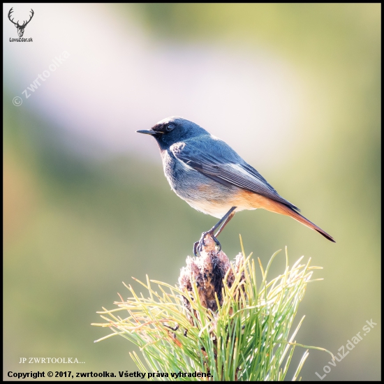 Phoenicurus ochruros Black Redstart