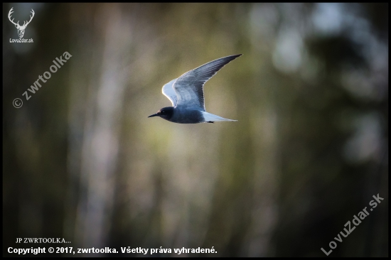 čorík čierny Chlidonias niger  Black Tern