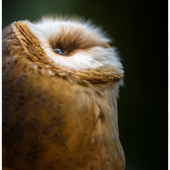 Tyto alba  Barn Owl