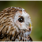 sova lesná / sova obyčajná Strix aluco  Tawny Owl