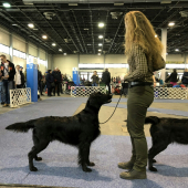 FeHoVa Winter Dogshow