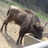 Zubor (Bison antiquus)