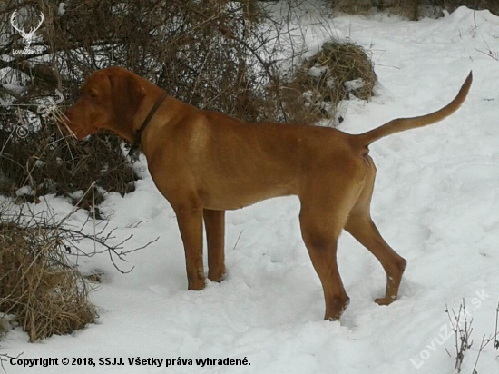 Magyar vizsla