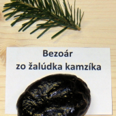 bezoár