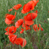 mak vlčí (papaver rhoeas)