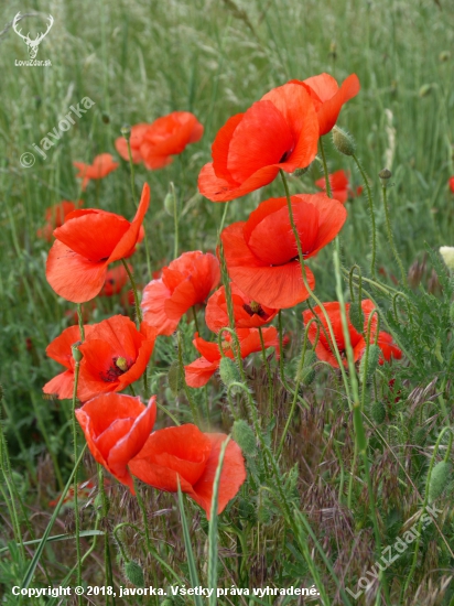 mak vlčí (papaver rhoeas)