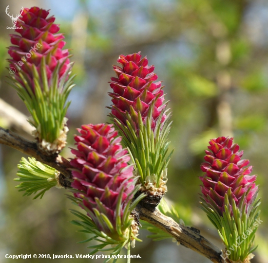 smrekovec opadavý (larix decidua)