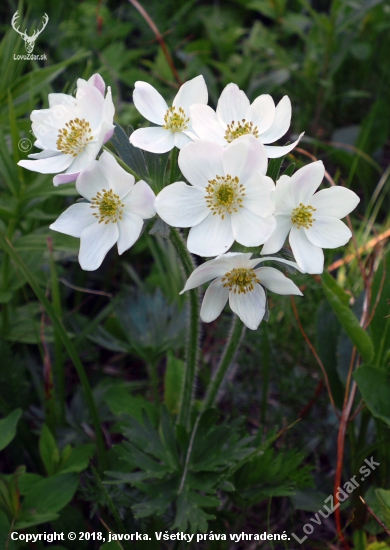 veternica narcisokvetá (anemone narcissiflora)