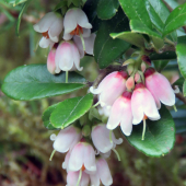 brusnica obyčajná (vaccinium vitis-idaea)