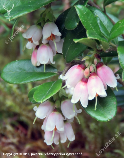 brusnica obyčajná (vaccinium vitis-idaea)