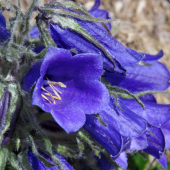 zvonček alpský (campanula alpina)