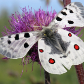 jasoň červenooký (Parnassius apollo)