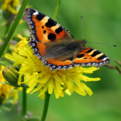 babôčka pŕhľavová (aglais urticae)