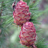 smrekovec opadavý (larix decidua)