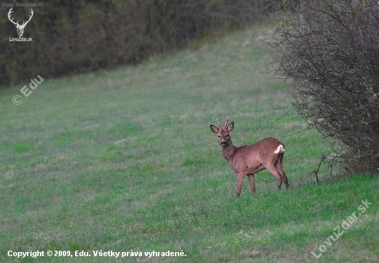 srnec hôrny /capreolus capreolus/