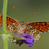 hnedáčik mriežkovaný (Melitaea cinxia)