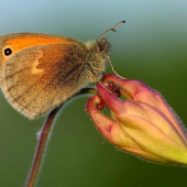 očkáň pohánkový (Coenonympha pamphilus)