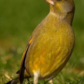 Stehlík zelený /Carduelis chloris /