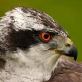 Accipiter gentilis