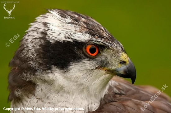 Accipiter gentilis