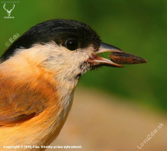 Parus palustris