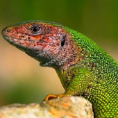 jašterica zelená (Lacerta viridis)