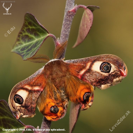 Saturnia pavonia/okáň menší/ nafukovanie krídiel