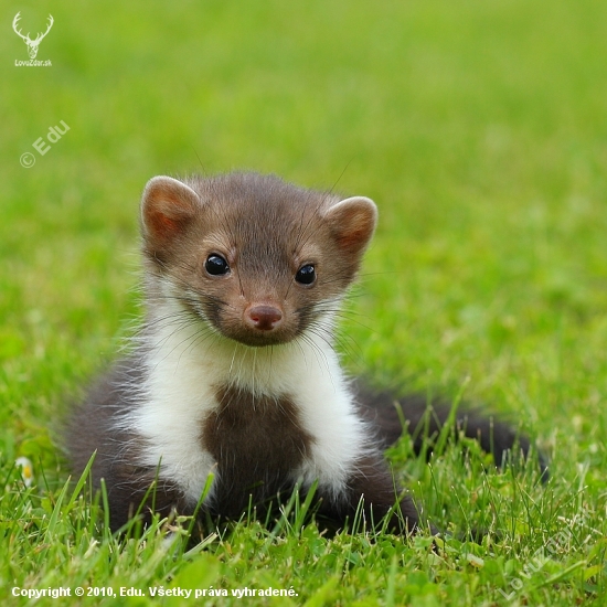 Kuna skalná ,Martes foina