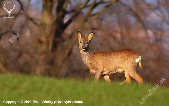 Capreolus capreolus