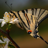 Vidlochvost ovocný (Iphiclides podalirius)