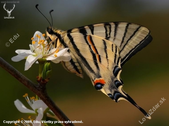 Vidlochvost ovocný (Iphiclides podalirius)