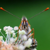 perlovec dvanásťškvrnný (Boloria selene)