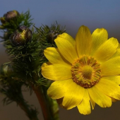 Hlaváčik jarný /Adonis vernalis/