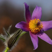 poniklec veľkokvetý (Pulsatilla grandis)