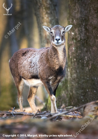 muflónka