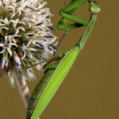 modlivka zelená  (Mantis religiosa)