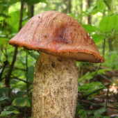 kozák smrekový (Leccinum piceinum)