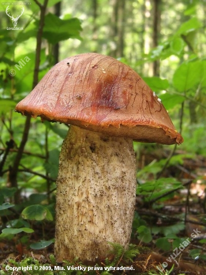 kozák smrekový (Leccinum piceinum)