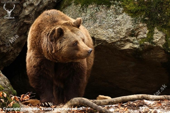 medveď hnedý (Ursus arctos)