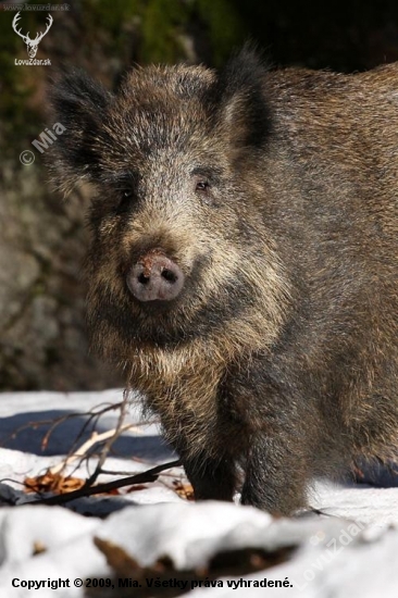 diviak lesný (Sus scrofa)