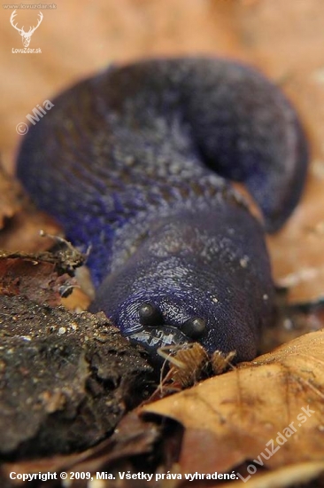 slizniak karpatský (Bielzia coerulans)