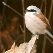 strakoš červenochrbtý (Lanius collurio)