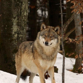 vlk dravý (Canis lupus)