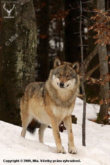 vlk dravý (Canis lupus)