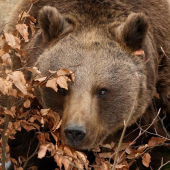 medveď hnedý (Ursus arctos)