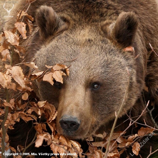 medveď hnedý (Ursus arctos)